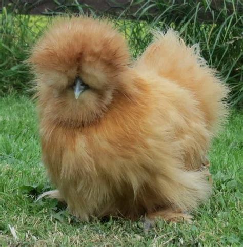 silkie chicken pics